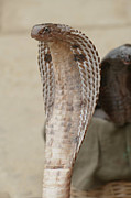 Cobras of snake charmer on the ghat Photograph by Steve Estvanik Cobras of snake charmer on the ghat Photograph by Steve Estvanik
