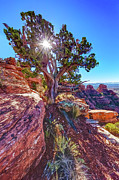 Cockscomb Juniper Photograph by ABeautifulSky Photography by Bill Caldwell