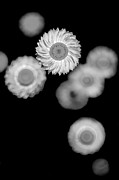 Cogs Of Life Photograph by Az Jackson Cogs Of Life Photograph by Az Jackson