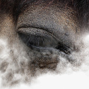 Cold Morning Photograph by Susan Maxwell Schmidt