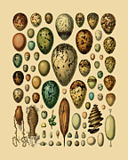 Collection Of Eggs Digital Art by Madame Memento