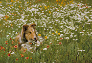 Collie In Wildflowers Photograph by CJ Collins Collie In Wildflowers Photograph by CJ Collins