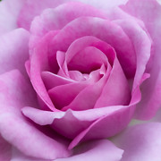 Color me Rose Photograph by Linda Bonaccorsi