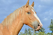 Color Study Photograph by Listen To Your Horse