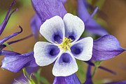 Colorado Blue Columbine Photograph by Debra Martz