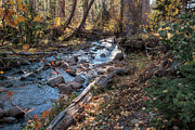Colorado Forest Stream Photograph by Mary Lee Dereske