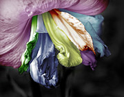 Colored LIly 1 Photograph by M Kathleen Warren