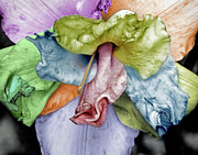 Colored Lily 2 Photograph by M Kathleen Warren
