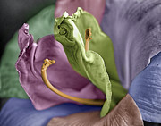Colored LIly 3 Photograph by M Kathleen Warren