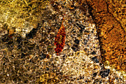 Colorful Mountain Creek Bed Photograph by Charles Floyd Colorful Mountain Creek Bed Photograph by Charles Floyd