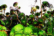 Colorful Succulent Garden Photograph by NL Galbraith