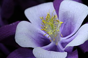 Columbine 764 Photograph by Julie Powell