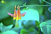 Columbine Close-up Digital Art Digital Art by David Desautel