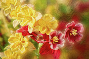 Columbine Flowers Digital Art by Macro Abundance Art Columbine Flowers Digital Art by Macro Abundance Art