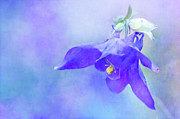 Columbine in Purple and Blue Photograph by Anita Pollak