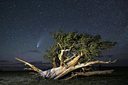 Comet Neowise and Bristlecone Photograph by Gretchen Baker
