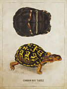 Common Box Turtle Digital Art by Aged Pixel