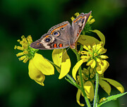Common Buckeye Butterfly DIN0422 Photograph by Gerry Gantt Common Buckeye Butterfly DIN0422 Photograph by Gerry Gantt