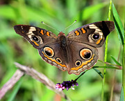 Common Buckeye Butterfly DIN0423 Photograph by Gerry Gantt Common Buckeye Butterfly DIN0423 Photograph by Gerry Gantt