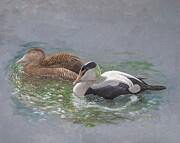 Common Eiders Painting by Barry Kent MacKay