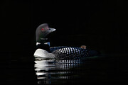 Common Loon with Chick II Photograph by Jim Cumming