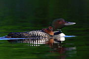 Common Loon with Chick III Photograph by Jim Cumming
