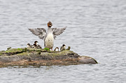 Common Merganser Family Pyrography by Jerry Cahill