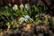 Galanthus nivalis, growing in beautiful garden Photograph by Vaclav Sonnek