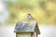 Common Sparrow Photograph by Loyd Towe Photography Common Sparrow Photograph by Loyd Towe Photography