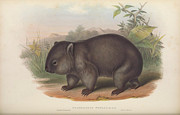 Common Wombat, Phascolomys wombat Drawing by John Gould Common Wombat, Phascolomys wombat Drawing by John Gould