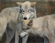 Companions Photograph by Mary Hone