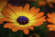 Radiant Yellow and Orange African Daisy Flower Photograph by Abigail Diane Photography