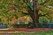 Connecticut fall colors Photograph by Jeff Folger