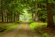Cook Forest Rhododendron Trail View Photograph by Adam Jewell
