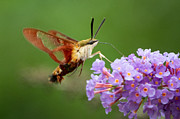 Cool Creature Photograph by Linda Bonaccorsi