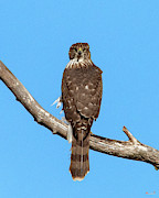 Coopers Hawk DRB0269 Photograph by Gerry Gantt