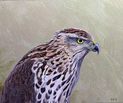 Cooper's Hawk Portrait Painting by Barry Kent MacKay