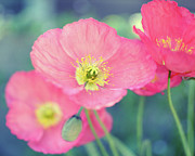 Coral Poppies Photograph by Lupen Grainne