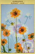 Coreopsis French Seed Packet Photograph by Mary Lee Dereske