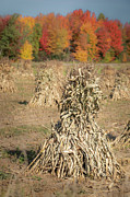 Corn Shocks and Fall Colors Photograph by Amfmgirl Photography