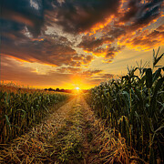 Cornfield Sunset 01 Digital Art by Elisabeth Lucas