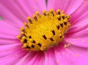Cosmos Flower Photograph by Catherine Wilson Cosmos Flower Photograph by Catherine Wilson