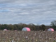 Cotton in Franklin Virginia  Photograph by Catherine Wilson