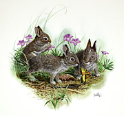 Cottontails and Butterfly Painting by Don Balke Cottontails and Butterfly Painting by Don Balke