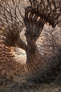 Cottonwood Cartwheel Photograph by Deborah Hughes