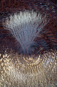 COTtTONWOOD GLYPH Photograph by Deborah Hughes