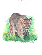 Cougar Drawing by Kenneth Stock
