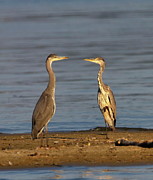 Couple of grey heron, ardea cinerea, looking at each other Photograph by Elenarts - Elena Duvernay photo