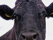 Cow Pretending To Be A Bull Photograph by Alexandra's Photography Cow Pretending To Be A Bull Photograph by Alexandra's Photography