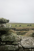 Cowscape Photograph by Ana V Ramirez Cowscape Photograph by Ana V Ramirez